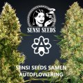 Sensi Seeds - Autofloweriung